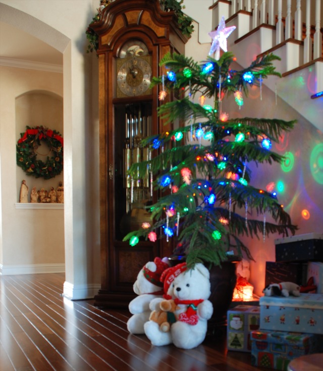 2012/12(Dec)/10(Before Christmas Fun)/640x480_2012-12 Norfolk Pine 5.jpg